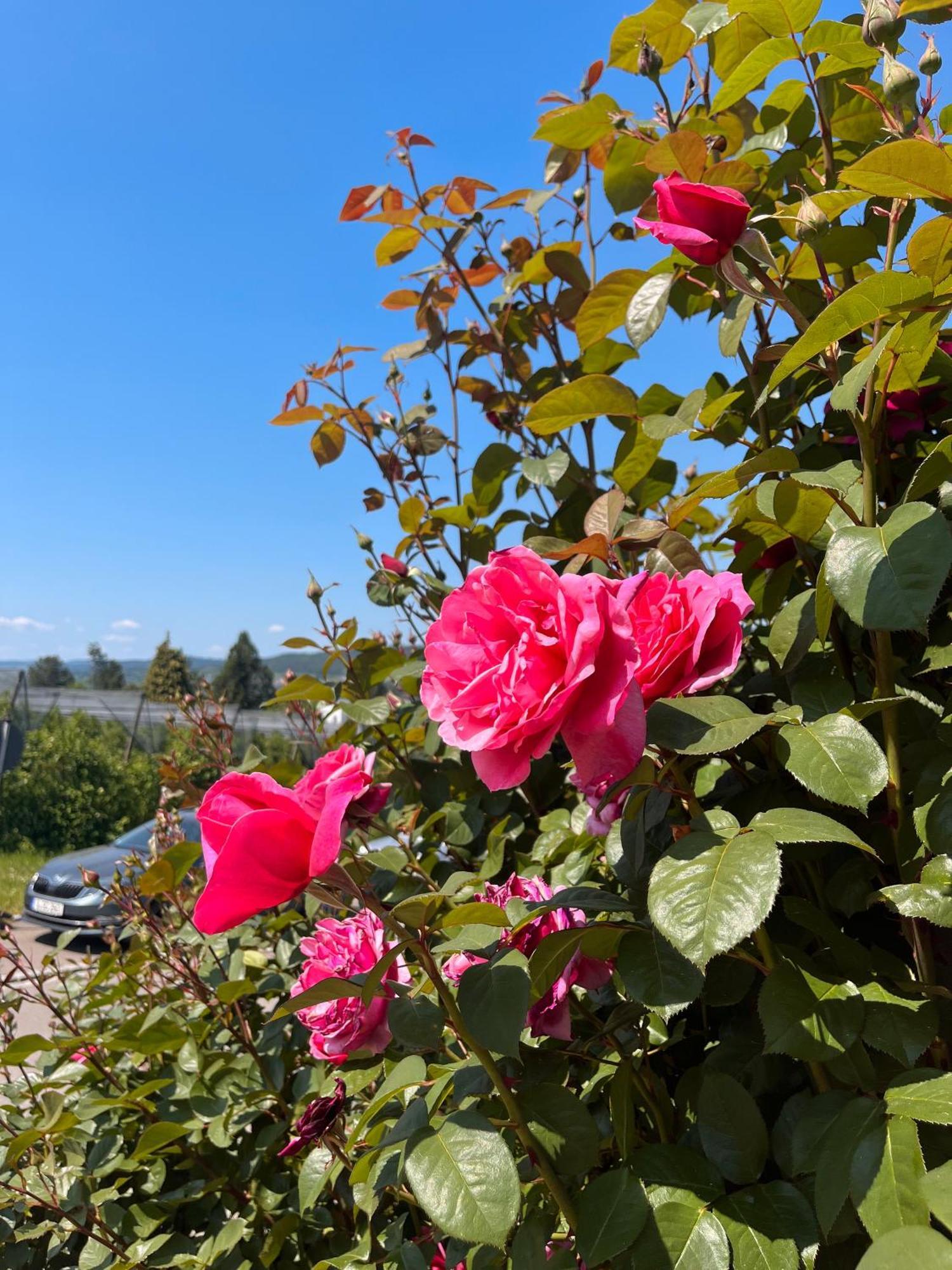 Ferienwohnungen Im Rosengarten Bodman-Ludwigshafen Extérieur photo