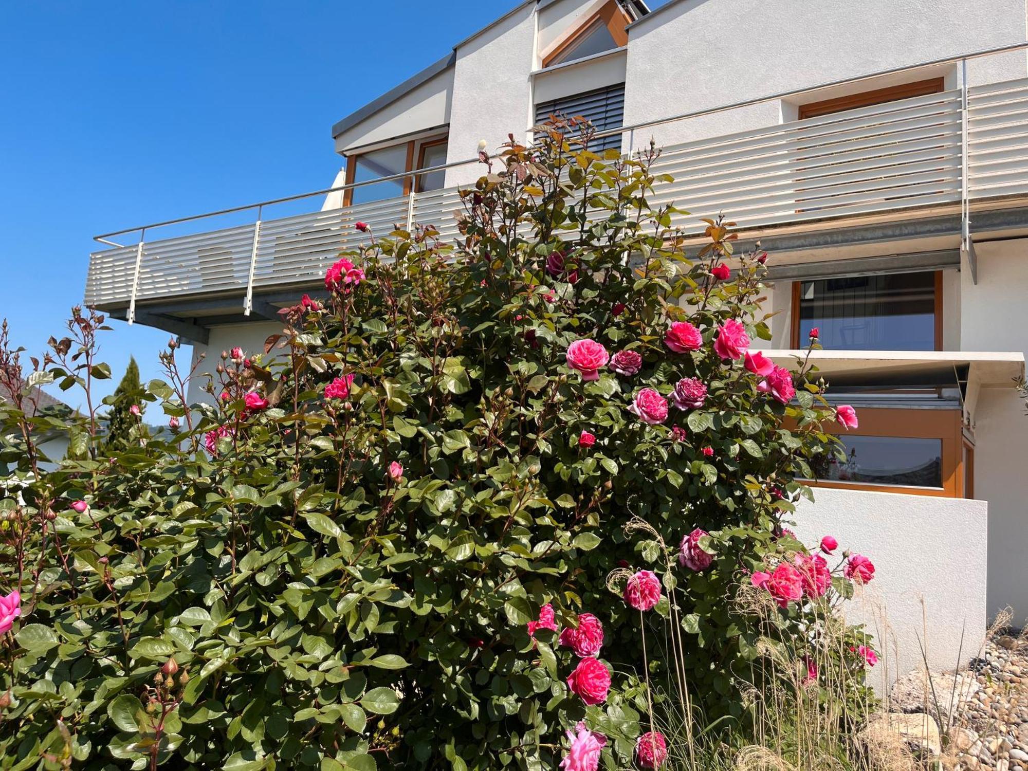 Ferienwohnungen Im Rosengarten Bodman-Ludwigshafen Extérieur photo